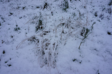 Snowy forest with snow on tree covered by snow white landscape in winter cold Christmas tree with frost scene beautiful snowfall in mountain in Queenstown New Zealand
