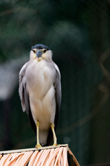 black crowned night heron looking at camera