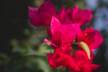 Red flower is on tree in garden nature background