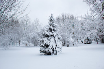 Winter fairy tale in the city park, snowy forest, white trees in the fluffy soft snow