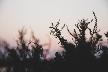 Outdoor view on evening nature background