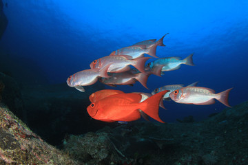 Underwater fish on coral reef 