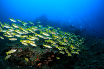 Scuba diving, coral reef and fish 