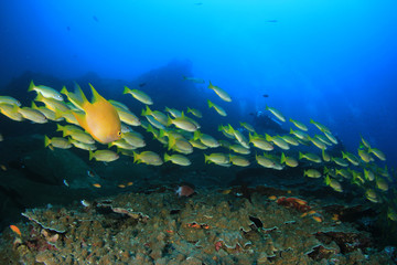 Naklejka na ściany i meble Scuba diving, coral reef and fish 