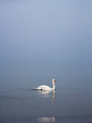 Fototapeta premium Swan in Sopot