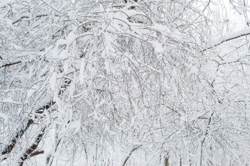 Winter fairy tale in the city park, snowy forest, white trees in the fluffy soft snow