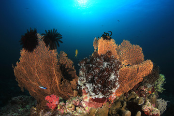 Underwater fish on coral reef 