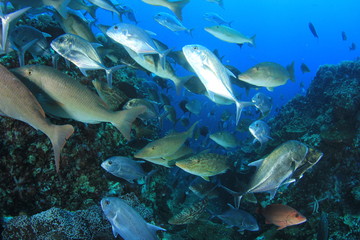 Fototapeta na wymiar Underwater fish on coral reef 