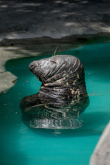 Foca gris en un zoo © Azahara
