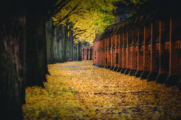 Fussweg entlang einer Friedhofsmauer im Herbst unter einer Baumreihe