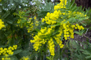 Yellow Mimosa flowers on tree branches. Spring background. Selective focus. Concept- Valentine's Day, women's day, congratulations on the holiday.
