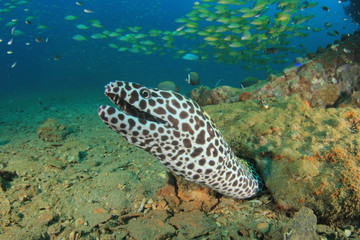 Honeycomb Moray Eel 