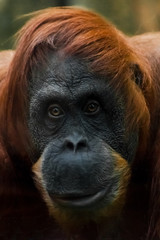 Emotion doubt. Smart and kind face of red orangutan close up.