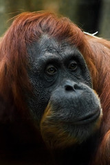 Emotion bewilderment. Smart and kind face of red orangutan close up.