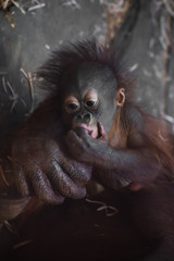 Baby sucks fingers. A cute little breast orangutan baby and a big reliable hand of his mother