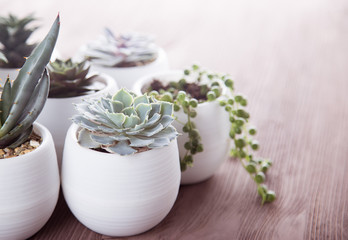 Fototapeta na wymiar Succulents in pots on a wooden background