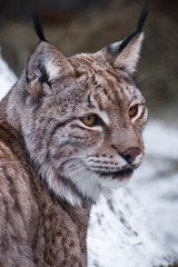A big cat lynx sits half-turned, muzzle close-up.