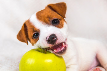 Jack Russell Terrier puppy dog with yellow apple