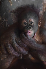 A cute little breast orangutan baby and a big reliable hand of his mother