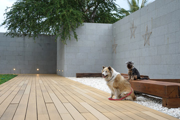 Large and small mixed breed dogs sitting on the floor outdoor