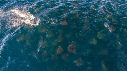 Fototapeta na wymiar Mobula Rays, sea of cortez, Mexico.