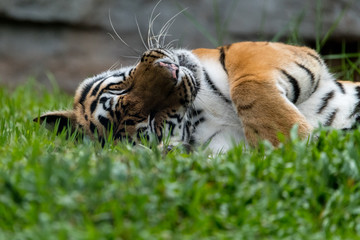 tiger lazy lying roll over happy content safari face colors