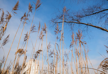 tall grass and blue sky