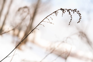 frozen plant