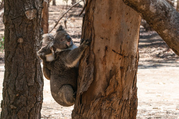 Wild Koalas on an Eucalyptus tree trunk with the mother carrying her baby koala on her back on Kangaroo island Australia