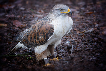 bird of prey
