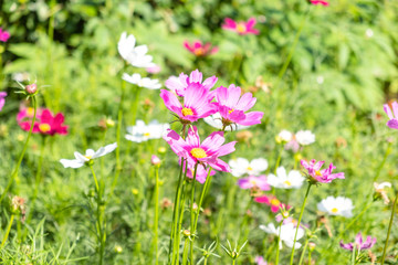 Obraz premium Green field in the morning, beautiful pink spring flowers on the Green bushes