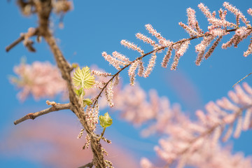 Blüten der Tamariske mit jungen Weinblättern vor blauem Himmel