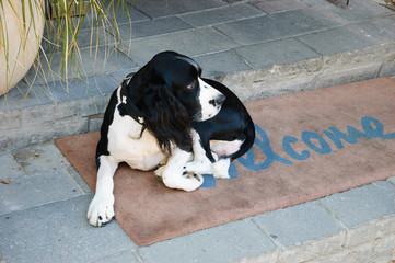 Sad dog waiting for his owners on  Welcome home carpet  at the entrance to the house.