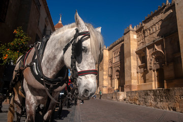 paseo por las calles de la ciudad de C&oacute;rdoba, Espa&ntilde;a