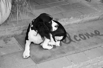 Sad dog waiting for his owners on  Welcome home carpet  at the entrance to the house. Black white photo.