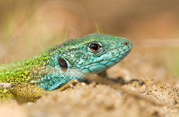 The European Green lizard Lacerta viridis czech