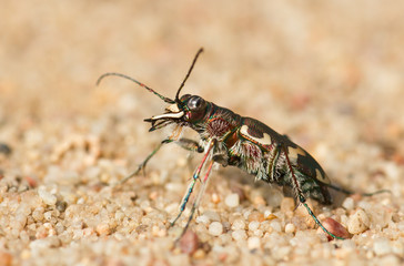 Northern Dune Tiger Beetle Cicindela hybrida, Czech
