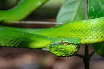 Bornean Keeled Pit Viper Macro