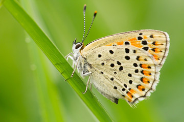 Sooty Copper , Lycaena tityrus, wildlife, butterfly, czech