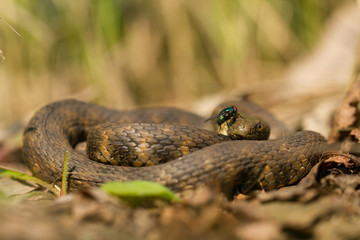 Dice snake Natrix tessellata in Czech Republic
