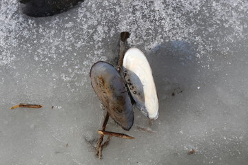  Bivalves shell perch lies on the ice of a frozen lake