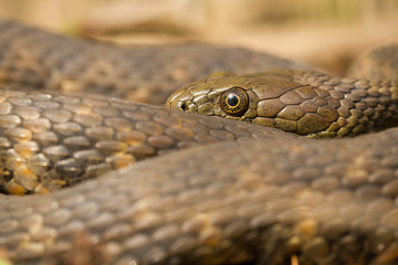 Dice snake Natrix tessellata in Czech Republic