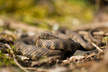 Dice snake Natrix tessellata in Czech Republic