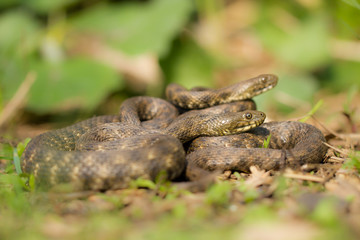 Dice snake Natrix tessellata in Czech Republic