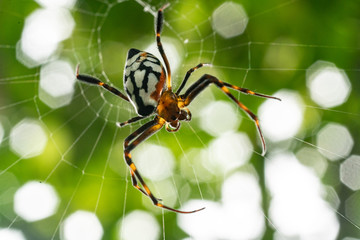 Bizarre Black and White Orb Weaver in Mulu National Park, Borneo Malaysia