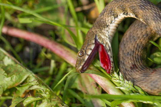 Dice snake Natrix tessellata in Czech Republic