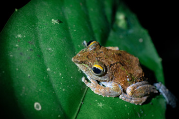 Pointed Nosed Orange Frog on Leaf in Mulu National Park, Borneo Malaysia