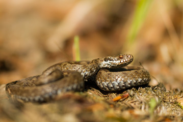 European viper Vipera berus in Czech Repblic