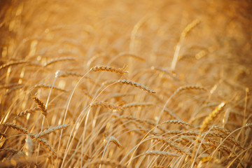Field of gold wheat in sunlight  close-up with copy space. Vivid golden rye glitters in sun. Beautiful bright field in sunny day. Scenic colorful agricultural textured background. Wheat in macro.