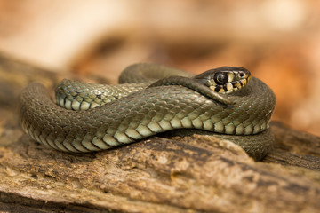 The Grass snake Natrix natrix in Czech Republic